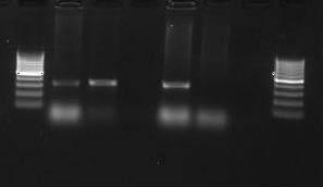 Carbapenemasas en Enterobacterias 1. Detección de Carbapemasas por PCR: bla KPC E.