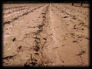 DESARROLLO DE AREAS PARA LA ADMINISTRACION DEL RIESGO Los cultivos en cualquier etapa están sujetos a eventos climatológicos y