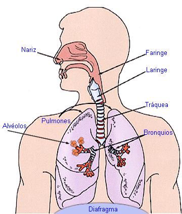2.- L APARELL RESPIRATORI. L aparell respiratori és el conjunt d òrgans que fa possible l obtenció de l oxigen de l exterior i l expulsió del CO2.