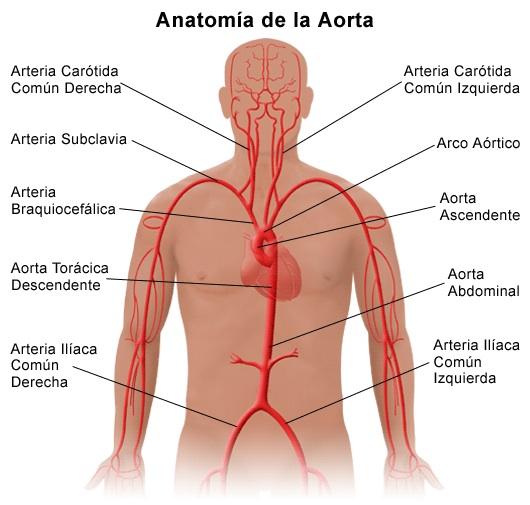 Se repasa la anatomía de la arteria aorta y, de manera especial, sus