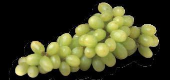 ROVRAL no afecta la fermentacin, la calidad ni las características organolépticas del vino.