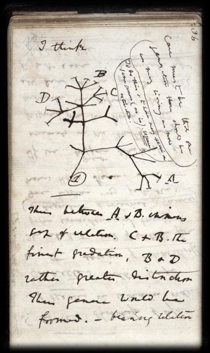 Reconstrucción filogenética e identificación bacterias 1ª Parte Relación entre las especies Charles Darwin. Libro de notas. biológica.
