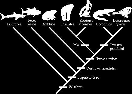 Fig. 5. Reconstrucción filogenética de los vertebrados Cómo sabemos cuando paso? 1.