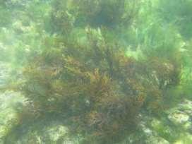 Fotografie subacvatica de detaliu cu habitatului 1170-8 Stanca infralitorala cu alge fotofile în cadrul sitului ROSCI0094 Izvoarele sulfuroase submarine de la Mangalia (foto F Timofte) În zona