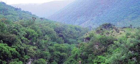 Selvas bajas Formaciones forestales 5 Predominan las especies arbóreas con alturas entre 5 y 0 m, salvo burseras, que pueden medir más de 30 m; con diámetros promedio entre 7.