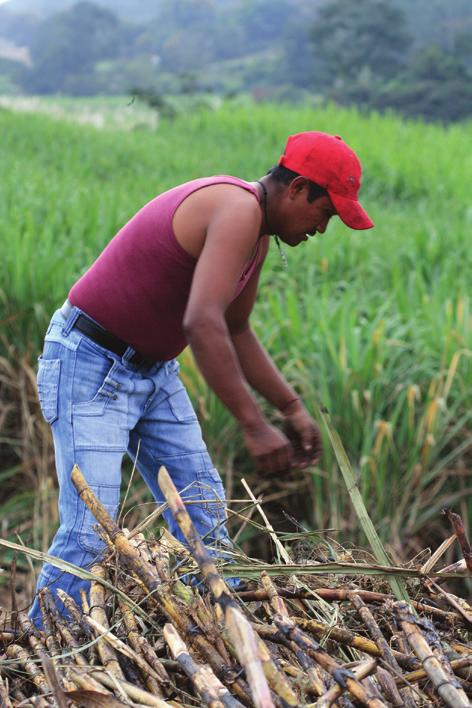 Conclusiones La información publicada en el Geoportal es un instrumento que permite brindar elementos para la toma de decisiones en el sector agroindustrial de la caña de azúcar.