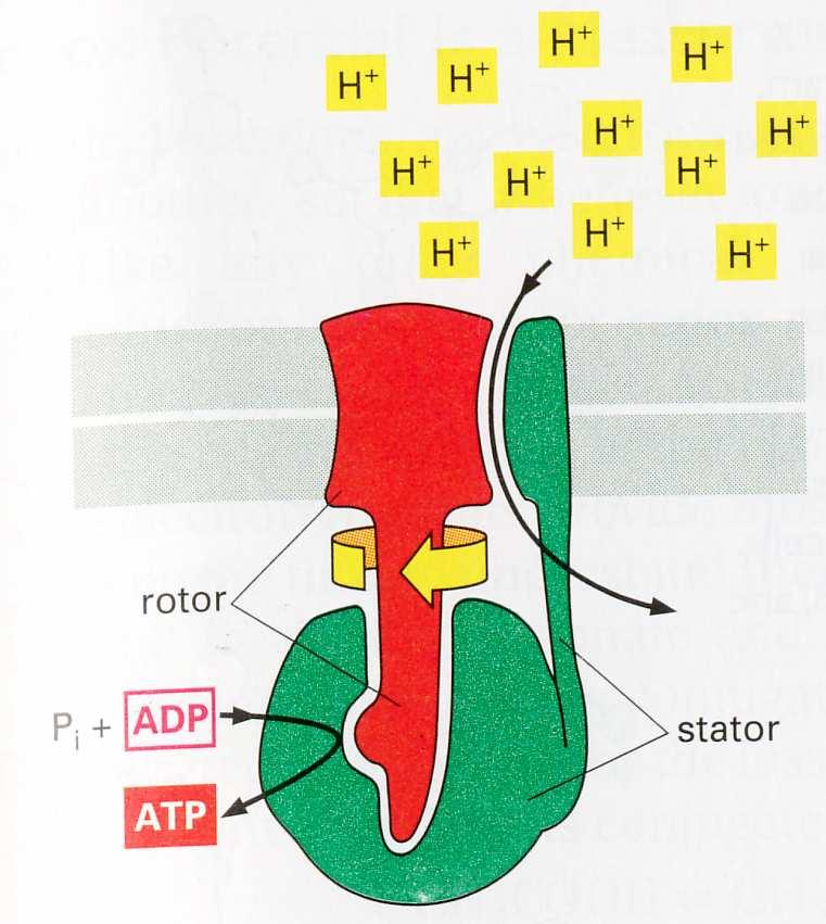 Espacio Intermembrana Este mecanismo es reversible Síntesis e hidrólisis de ATP Matriz