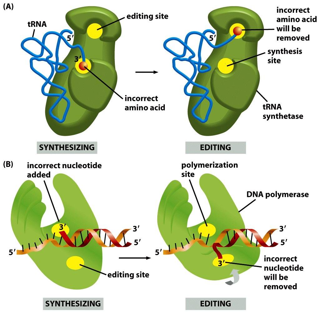 Las AARS tienen dos mecanismos de corrección: para el aminoácido y para el ARNt