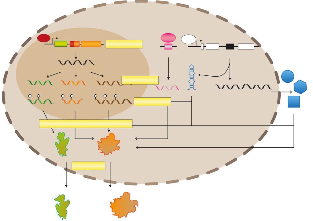 En eucariontes el procesamiento de rrna y ensamble de ribosomas ocurre en el núcleo/nucleolo Pol I NUCLEOLO Cluster de rdna Transcripción Pre-rRNA 47S Pol III 5S Pol II snorna Proteínas ribosomales