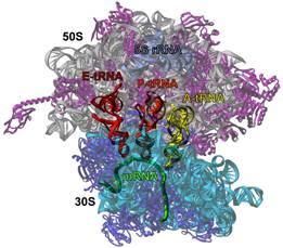 El ribosoma realiza 3 funciones: Aunque está formado por proteínas y RNA las funciones son realizadas Principalmente por el RNA RIBOZIMA a) Función genética (decodificar la secuencia de nucleótidos