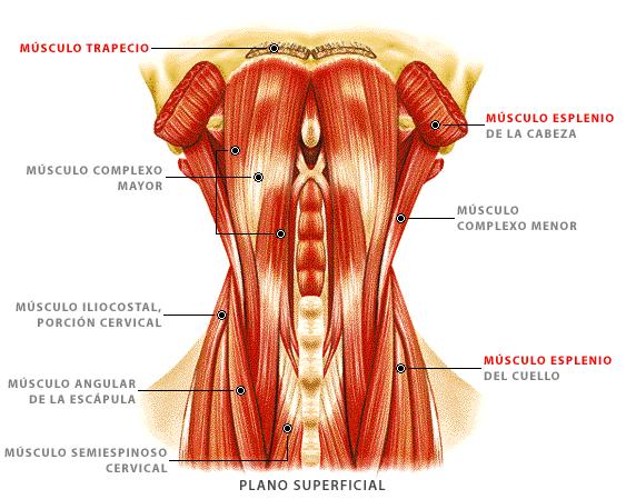 Plano superficial de los músculos del cuello (imagen obtenida