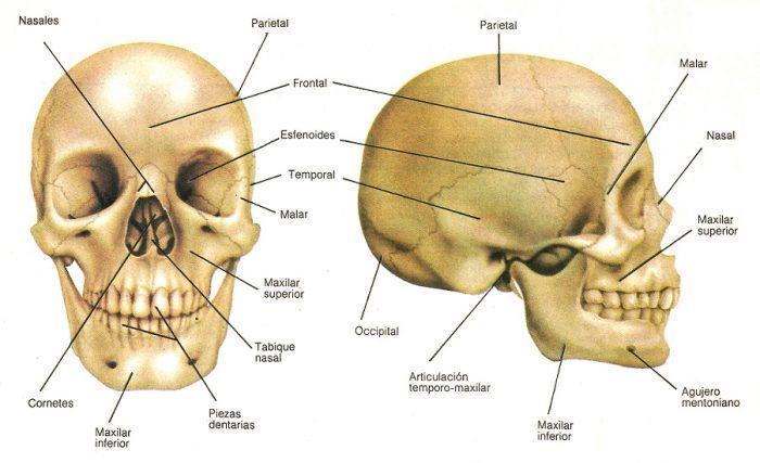 Huesos temporales: Son huesos pares (dos, derecho e izquierdo) y contienen los órganos relacionados con la audición y el equilibrio.