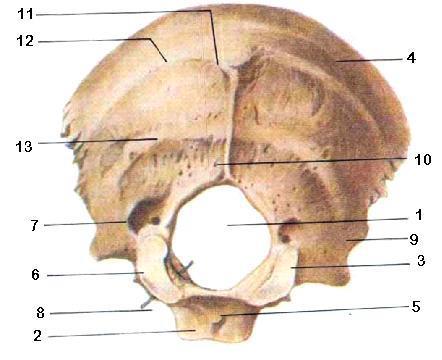 Visión inferior del cráneo, con principal énfasis en el hueso occipital. A continuación, el detalle de los principales nombres: 1. Agujero magno 2. Porción basilar.