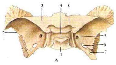 Ala mayor (que forma parte de las paredes laterales del cráneo articulándose con el temporal). 3.