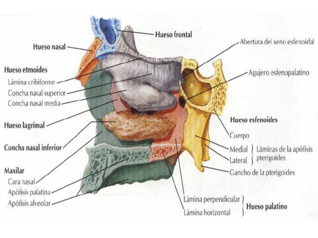 Fig. 2 Atlas de Anatomía Humana 2ª Edición