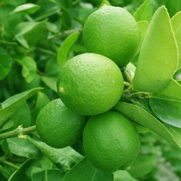 LIMA TAHITI (LIMON TAHITI) (CITRUS LATIFOLIA) Fruto de color Verde Oscuro, ovalado o corto-eliptico, generalmente redondeado en la base, fresco sin semillas.