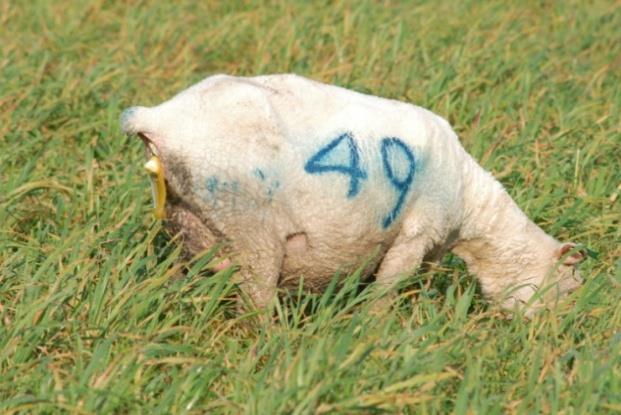 Figura 8. Un cultivo o pastura de 15-20 cm de altura es un buen lugar para que las ovejas prolíficas paran ya que se crea un microambiente para las crías muy abrigado.
