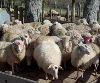 Cuadro 6 - Peso vivo y producción de lana de ovejas pertenecientes a los diferentes biotipos evaluados Biotipo de la oveja C x C FM x C FL x C FM x FM FL x FM FL x FL Peso Vivo (Kg.