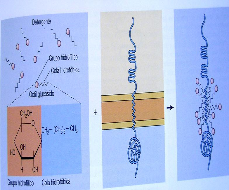 Proteínas: Periféricas (se disocian con soluciones polares (salinas o de ph extremo) Integrales (se liberan con detergentes) Detergente, por ej.