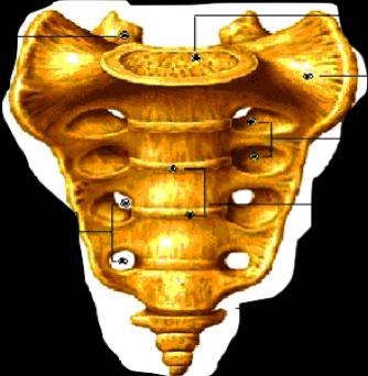 EL SACRO Es el hueso central y posterior de la Pelvis situado entre los dos Ilíacos. Está formado por la fusión de 5 vértebras.
