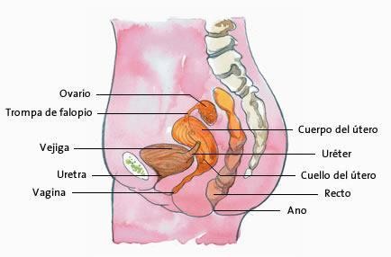 pelvis mayor: que se forma en la parte alta y que comprende las vísceras del abdomen contenidas en el peritoneo.