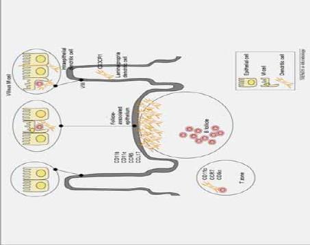 Participación de las Células Dendríticas A C Ubicación: DC sub-epiteliales en las Placas de