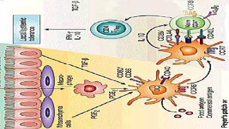 Células dendríticas poco estimuladoras: Generan tolerancia, principalmente IL-10 Células dendríticas inmaduras (median