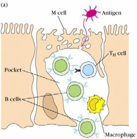 Células M Toman y liberan antígenos directamente a folículos adyacentes Transporte vesicular de antígenos Partículas activan RI en Placas de Peyer