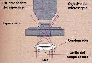 Microscopio de Campo Oscuro Es un microscopio común cuyo sistema condensador está modificado para dirigir la luz desde los