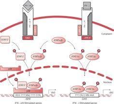 Kinase) enzimas que actuan regulando la hematopoyesis y