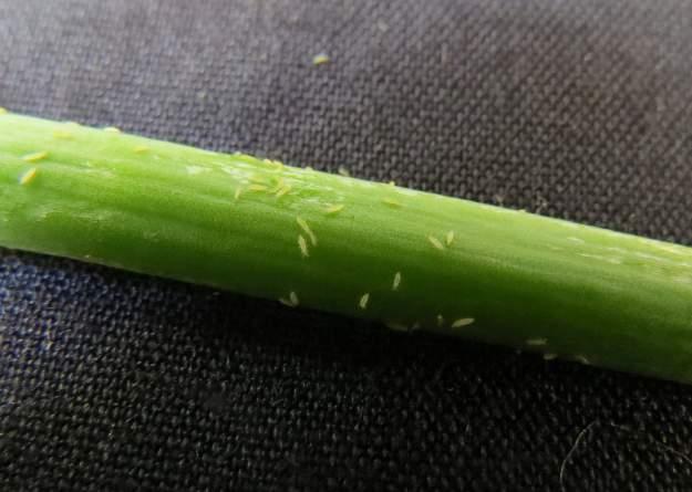 Especies de Trips Pequeños insectos llamados trips (Thysanoptera: Thripidae) son la peor plaga que afecta al follaje de plantas de cebolla en Chile.