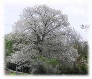 Importante controlar el de la planta Cerezos en secano Largo periodo