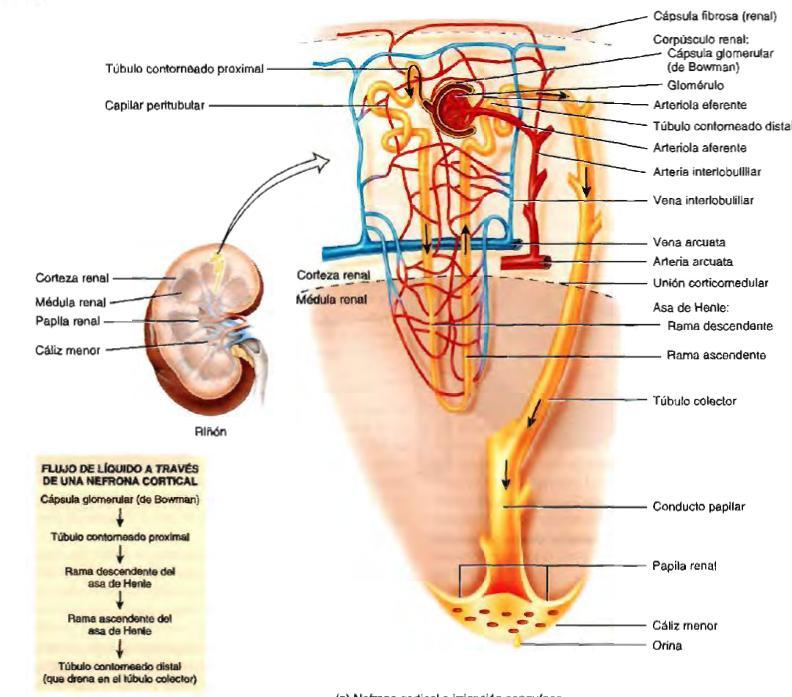 El glomérulo, está formado por la invaginación de una madeja de capilares en el extremo dilatado de la nefrona (cápsula de Bowman).