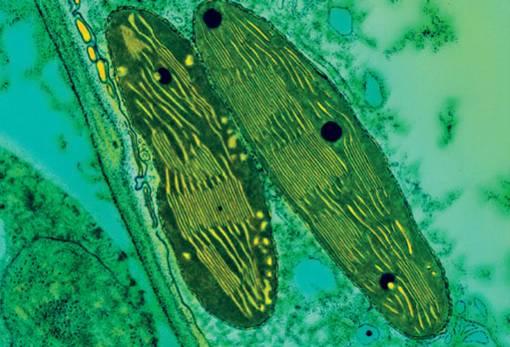 Pigmentos en los cloroplastos Clorofila, pigmento verde de varios tipos (en las plantas terrestres las más comunes son las clorofilas a y b, pero en las algas hay otros tipos).
