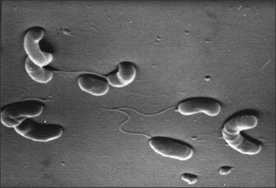 El Vibrio cholerae Bacilo curvo Gram Negativo Móvil, flagelo polar Prolifera en el ambiente en agua dulce y salada Familia Vibronaceae 139 serotipos