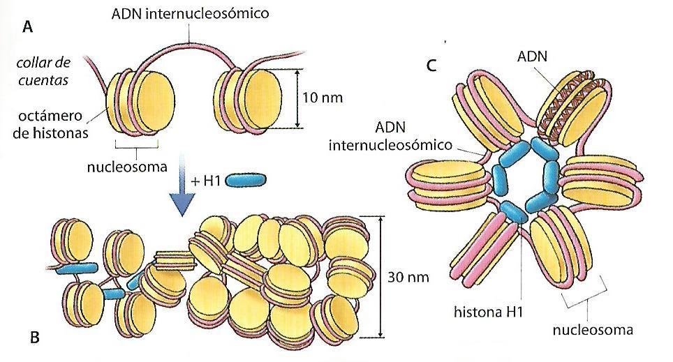 Las histonas podemos dividirlas en dos grupos: Histonas nucleosómicas: forman un complejo alrededor del cual se enrolla el ADN (dos vueltas por nucleosoma).