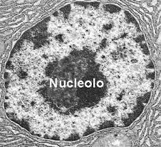 Nucléolo El nucléolo es una estructura esférica visible en el interior del núcleo interfásico.