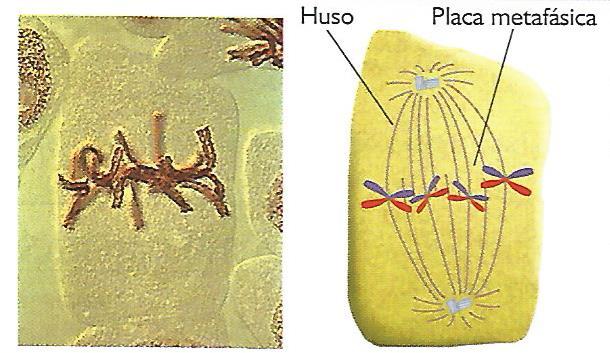 METAFASE Los cromosomas alcanzan el grado máximo de condensación El huso acromático está formado y se extiende entre los dos polos de la célula.