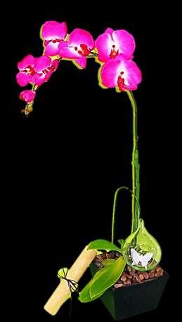 Flores para ti Edición Platino Regala un exclusivo diseño floral a base de orquídeas, imagina la sorpresa de encontrar
