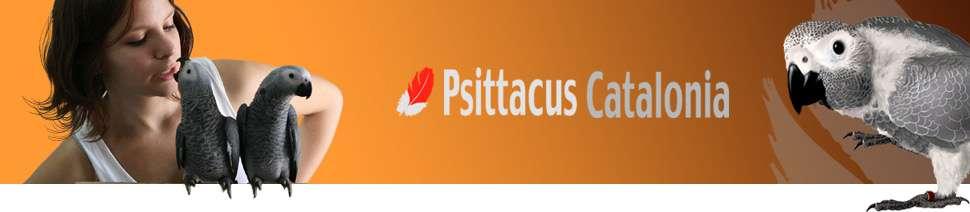 Psittacus Catalonia SL es una empresa de origen familiar que fue creada para desarrollar su actividad principal en el ámbito de las aves psitácidas (loros) como animales de compañía, recogiendo la