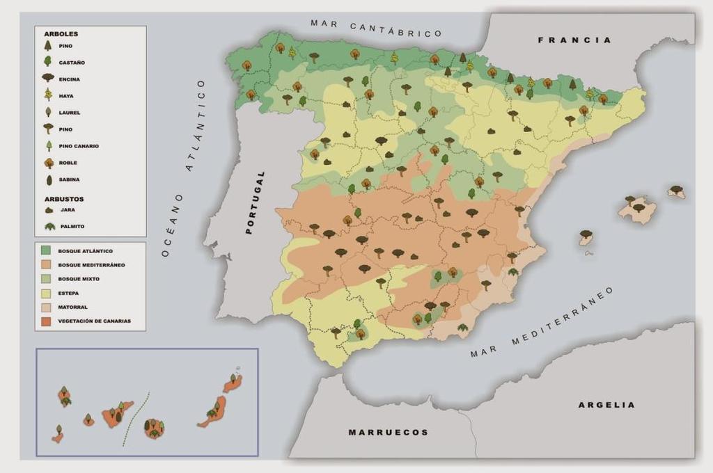 3 Los climas y la vegetación en España 3.2. La vegetación.