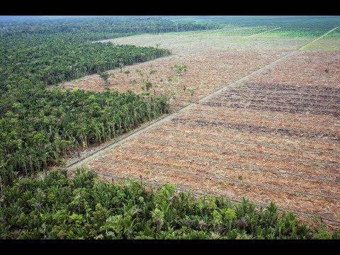 Incremento agricultura y ganadería Presión demográfica Urbanización Cambios en uso de la tierra Desaparición de habitas Erosión Deforestación Contaminación