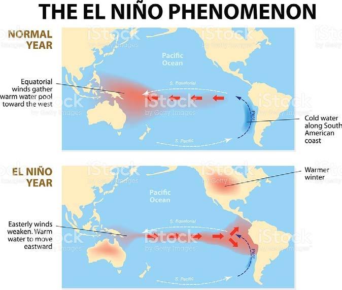 La anchoveta asociado a cambios climáticos cambia su