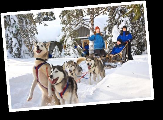 6 Día 4º (5/1) SAARISELKÄ Animales árticos: Huskies y renos. Desayuno en el hotel. Salida en dirección a una granja de renos donde sus criadores, los samis (lapones), nos enseñarán su forma de vida.