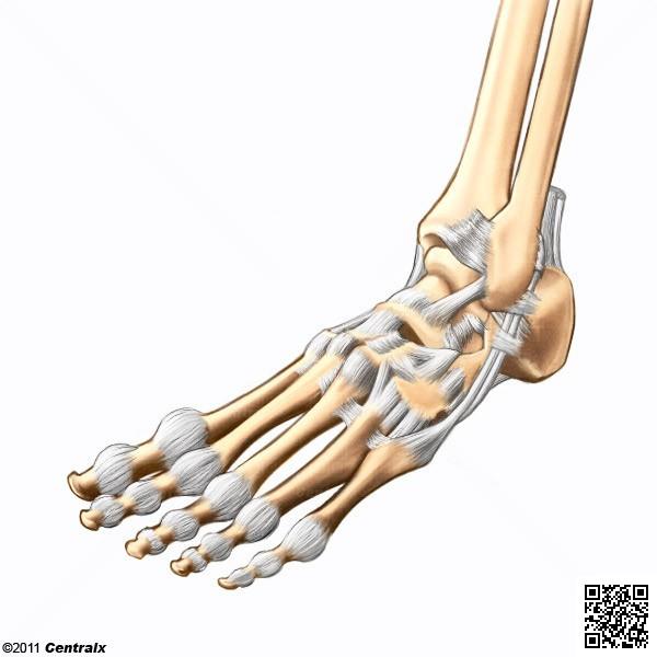 ARTICULACIONES DEL PIE Comprende el conjunto de uniones con los huesos del pie, y se compone por 5 articulaciones: Articulaciones de los huesos del tarso entre si.