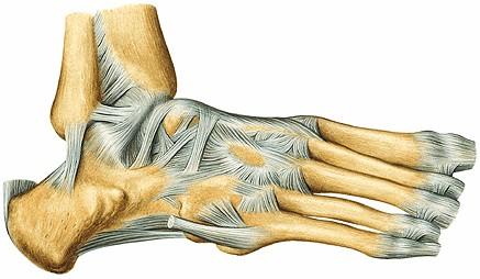a) Articulaciones de los huesos del tarso entre si (tarsianas): comprenden Las articulaciones subtalar,