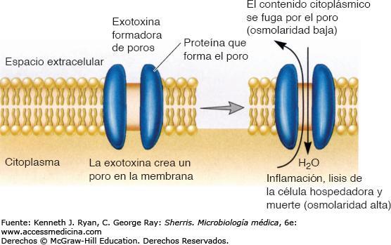 EXOTOXINAS: clasificación según su mecanismo de acción Alteradoras de membranas Causan lisis de las células