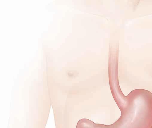 Observar su colon Normalmente, su colon y su recto tienen un revestimiento suave.