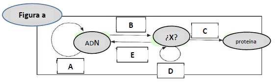 4. Contesta las cuestiones sobre las imágenes siguientes (Figura a y Figura b): a. En la Figura a, identifica los procesos A, B, C, D y E. Define el proceso indicado con la letra C. b. La letra X de la figura A qué compuesto representa?