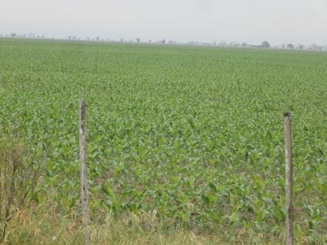 - Lote de maíz de primera sobre rastrojo de soja, en proceso de desarrollo y crecimiento, uniformidad de lote, en el centro oeste del departamento Castellanos.